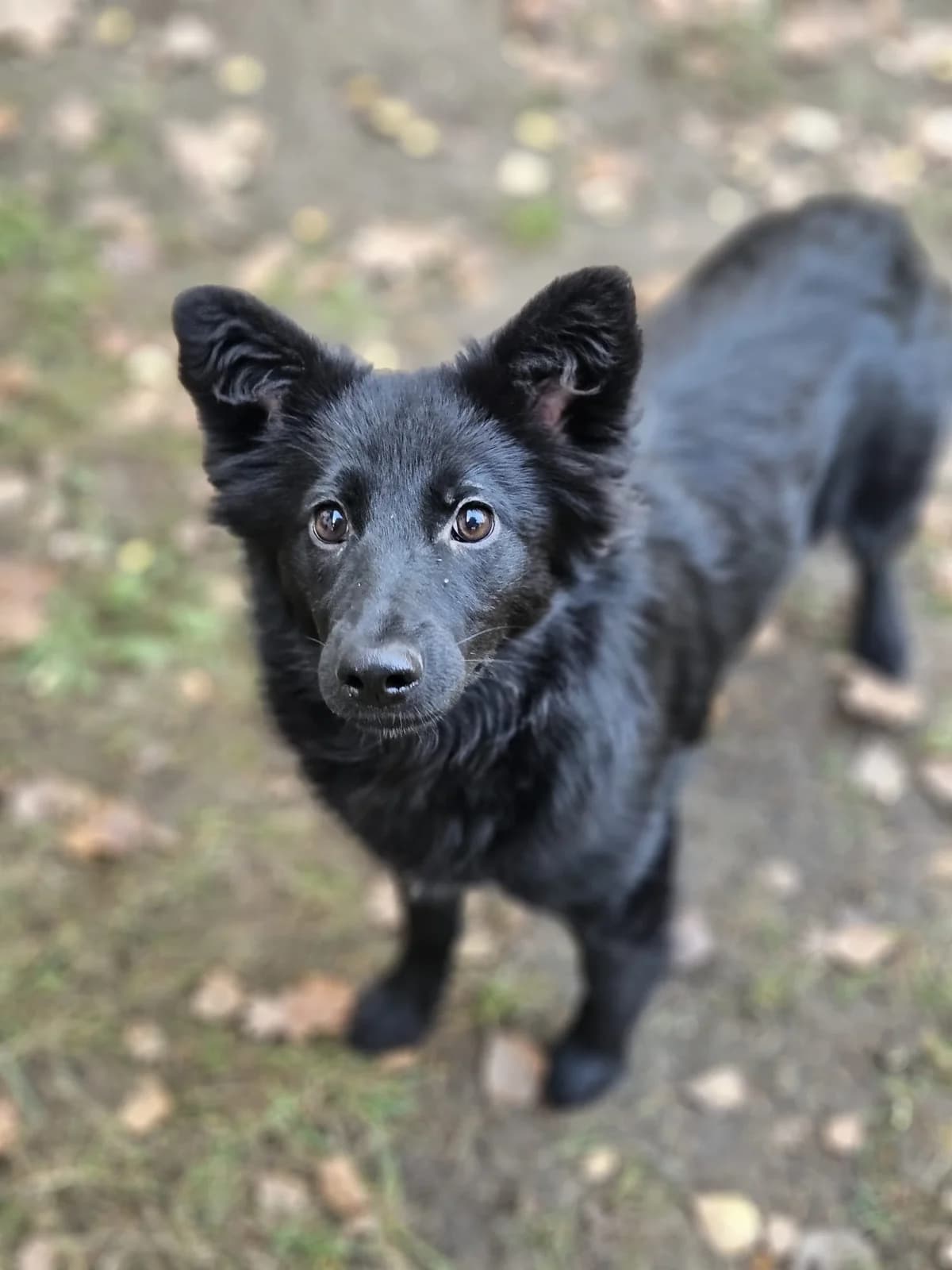 Chrupka, female young Mixed Breed for adoption at Fundacja Zwierzęca Polana, 03-984 Warszawa