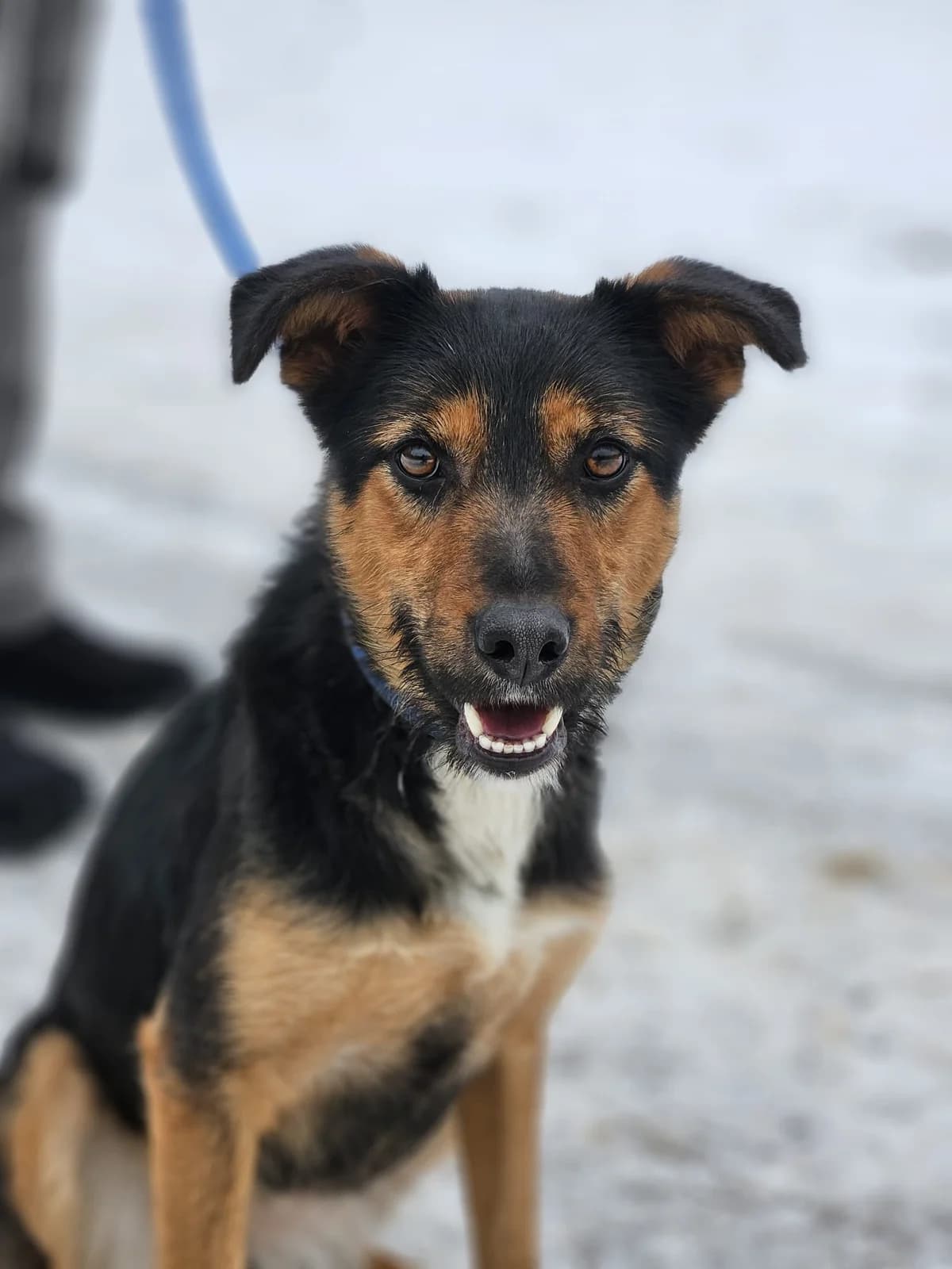 Dotka, female young Mixed Breed for adoption at Fundacja Zwierzęca Polana, 03-984 Warszawa