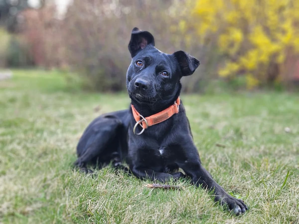 Farcik, male young Mixed Breed for adoption at Fundacja Zwierzęca Polana, 03-984 Warszawa