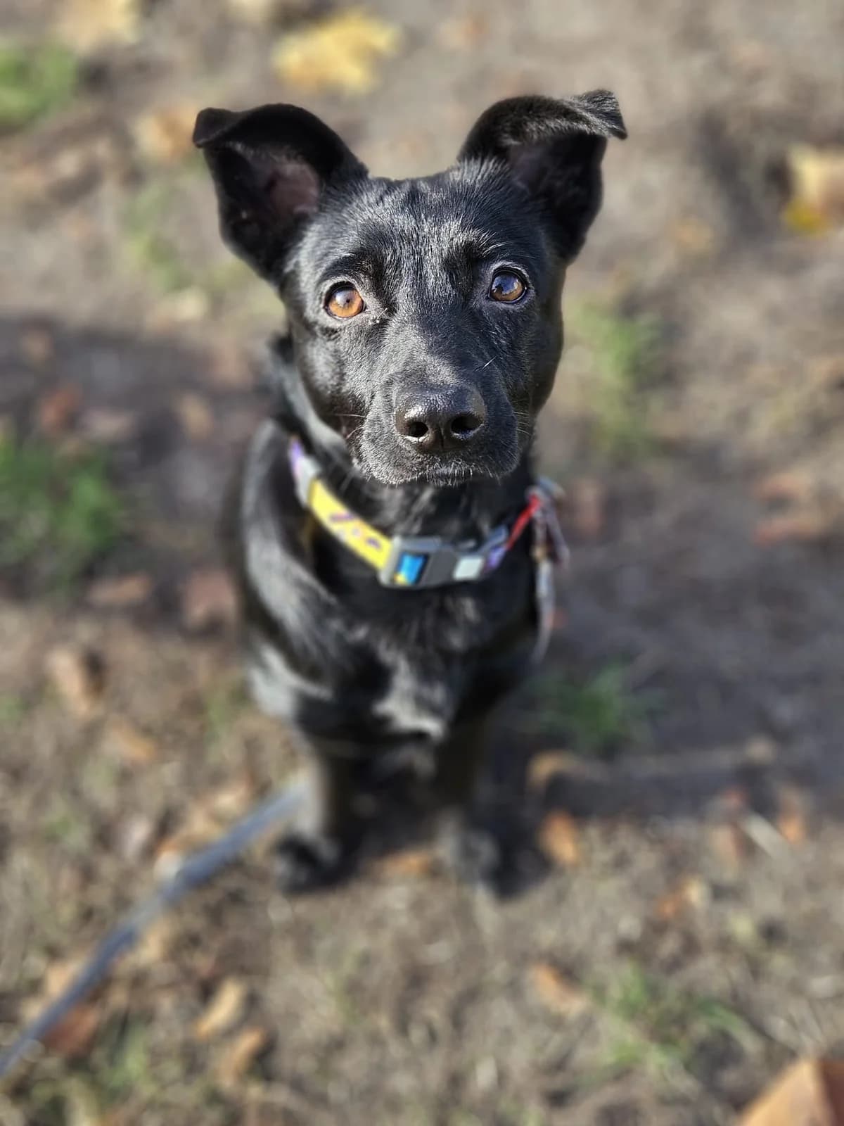 Gotowe Do Adopcji, Mixed Breed for adoption at Fundacja Zwierzęca Polana, Warszawa
