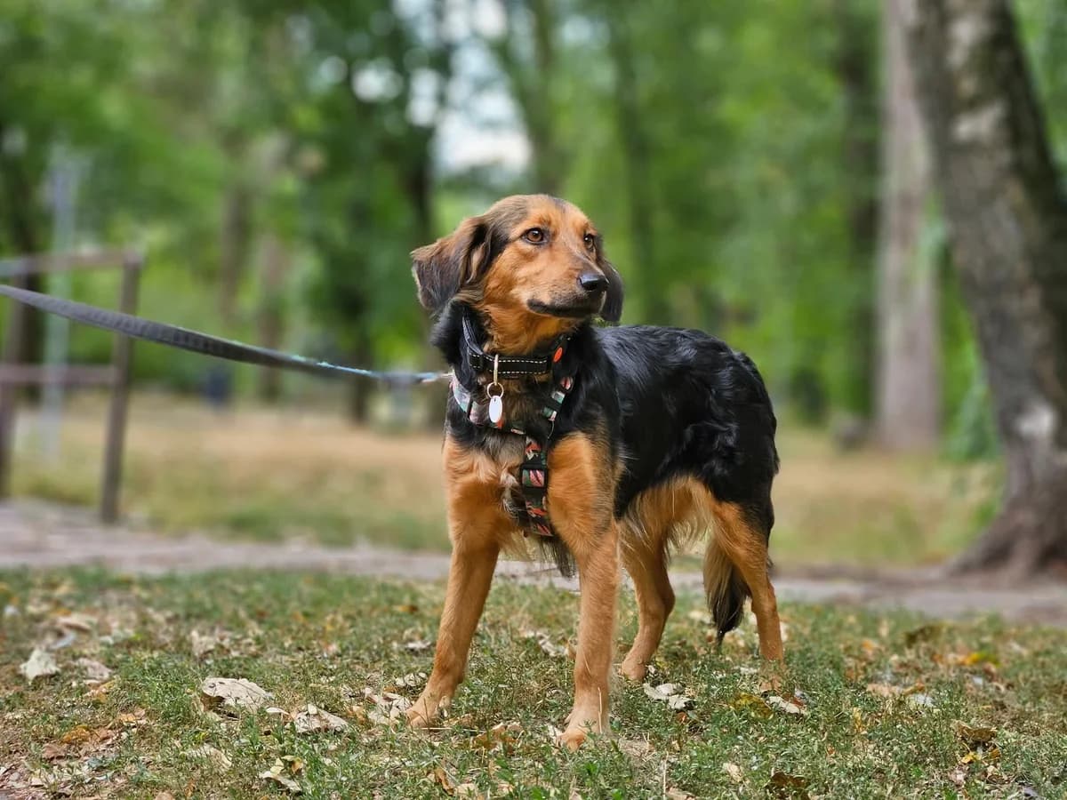 Gandzia, female 3yo Mixed Breed for adoption at Fundacja Zwierzęca Polana, 03-984 Warszawa