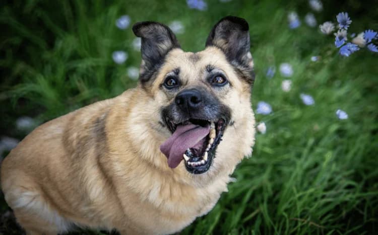 Hania, Mixed Breed for adoption at Fundacja Zwierzęca Polana, Warszawa