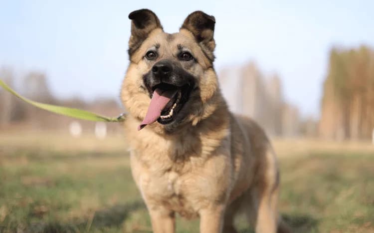 Hania, Mixed Breed for adoption at Fundacja Zwierzęca Polana, Warszawa