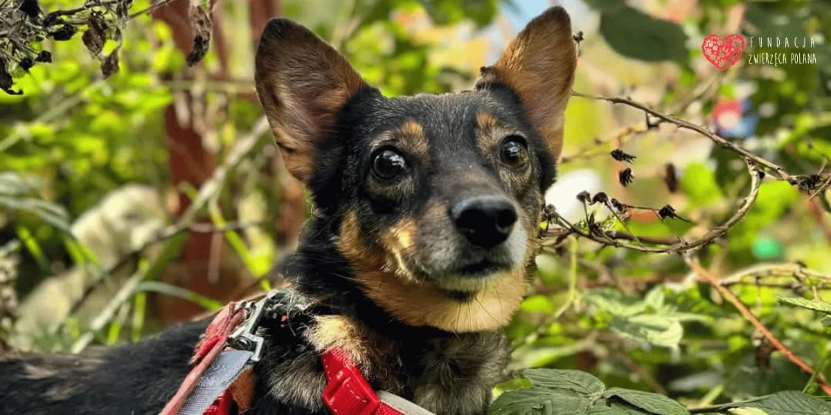 Karolcia, female 7yo Mixed Breed for adoption at Fundacja Zwierzęca Polana, 03-984 Warszawa