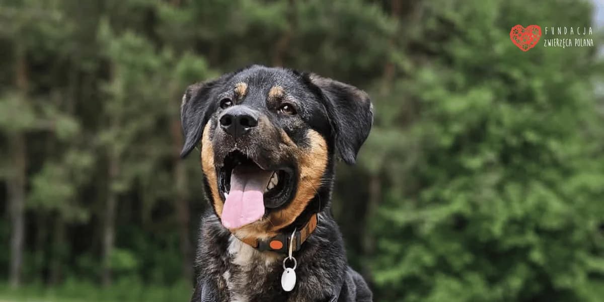 Koral, male 3yo Mixed Breed for adoption at Fundacja Zwierzęca Polana, 03-984 Warszawa