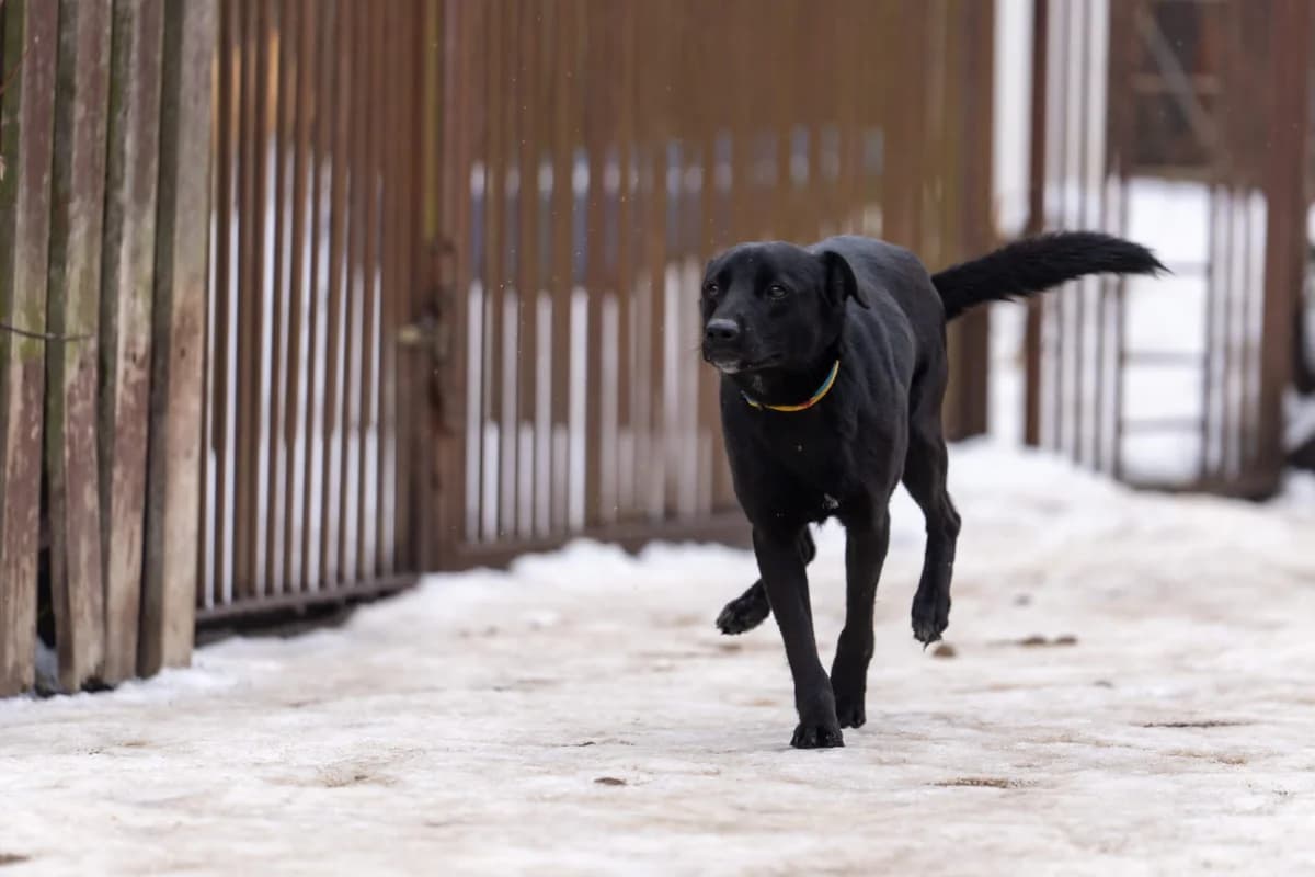 Kuskus, male young Mixed Breed for adoption at Fundacja Zwierzęca Polana, 03-984 Warszawa