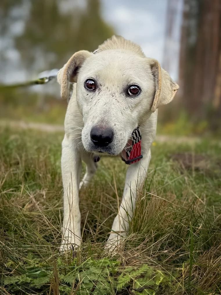 Lirka, female 5yo Mixed Breed for adoption at Fundacja Zwierzęca Polana, 03-984 Warszawa