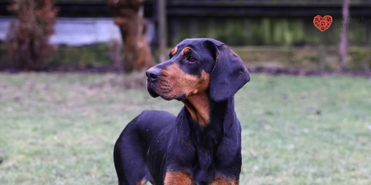 Lola, female 3yo Mixed Breed for adoption at Fundacja Zwierzęca Polana, 03-984 Warszawa