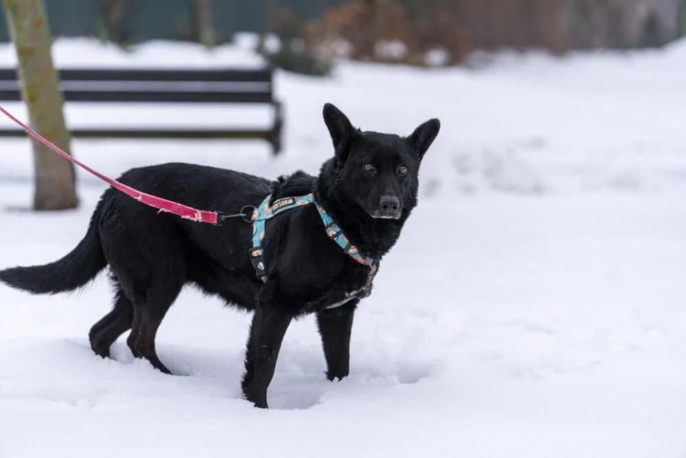 Mamita, female 6yo Mixed Breed for adoption at Fundacja Zwierzęca Polana, 03-984 Warszawa