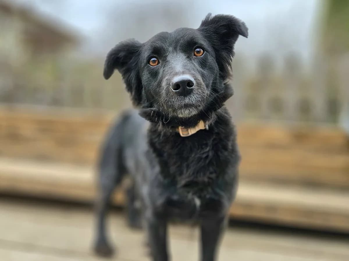 Marlenka, female 4yo Mixed Breed for adoption at Fundacja Zwierzęca Polana, 03-984 Warszawa