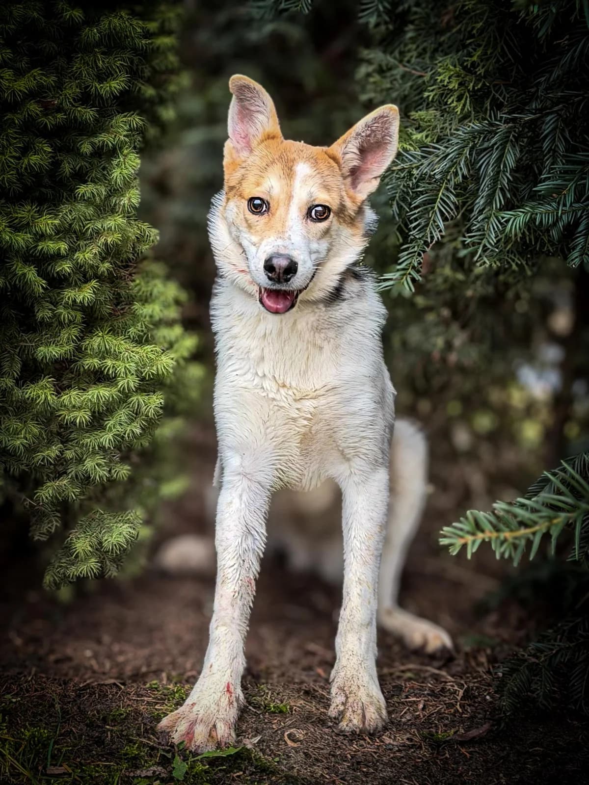 Miodek, male young Mixed Breed for adoption at Fundacja Zwierzęca Polana, 03-984 Warszawa