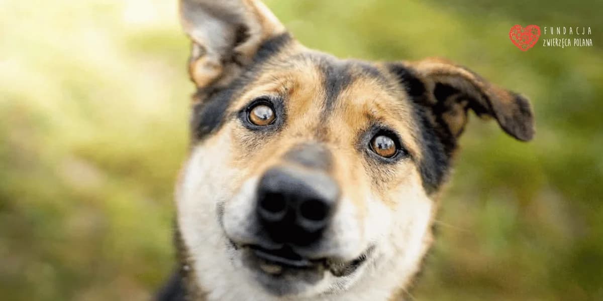 Sara, female senior Mixed Breed for adoption at Fundacja Zwierzęca Polana, 03-984 Warszawa