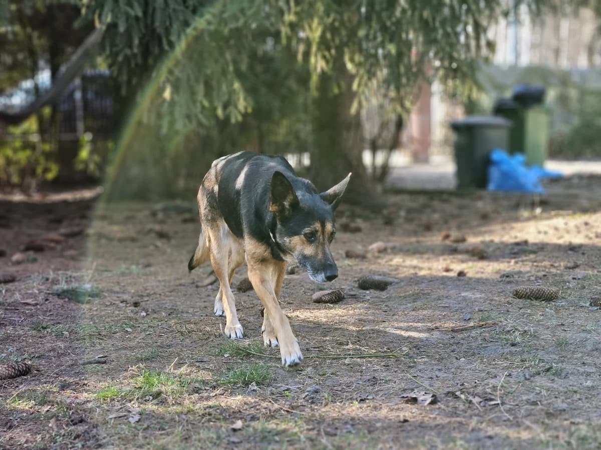 Żanka, female 5yo Mixed Breed for adoption at Fundacja Zwierzęca Polana, 03-984 Warszawa
