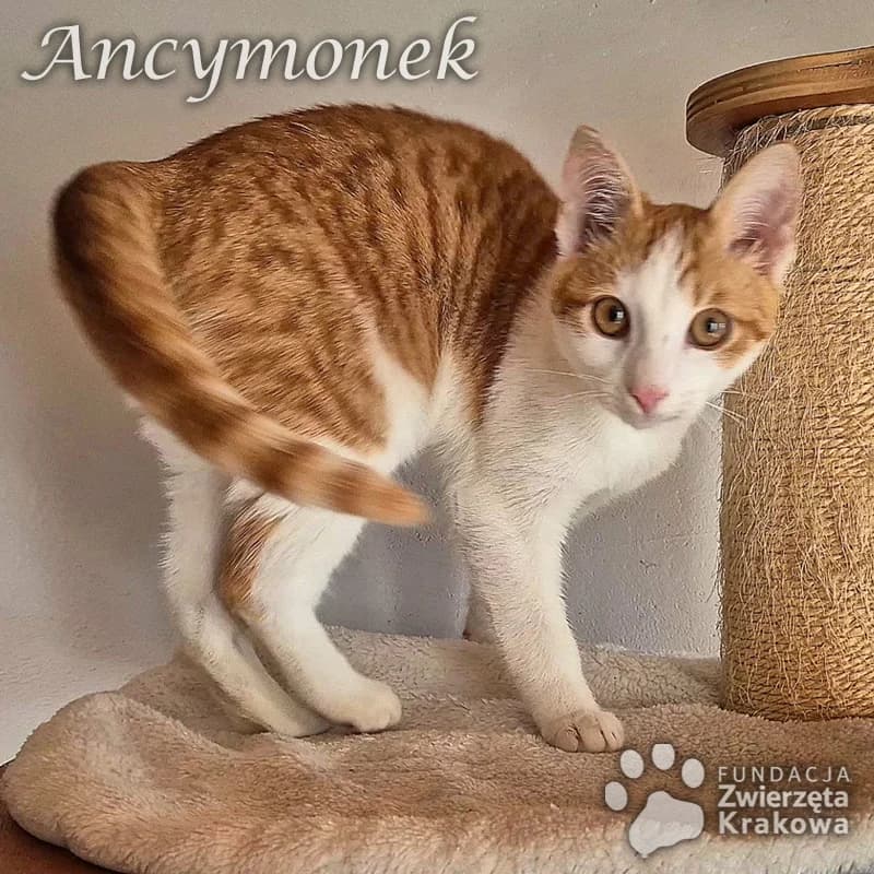 Ancymonek mały łobuziak, Mixed Breed for adoption at Zwierzęta Krakowa