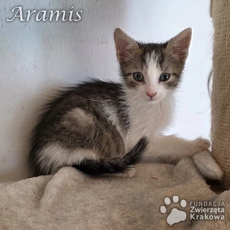 Aramis ciekawski maluszek, male Mixed Breed for adoption at Zwierzęta Krakowa