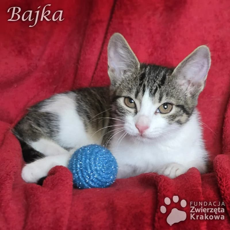 Bajka to urocza koteczka, female puppy Mixed Breed for adoption at Zwierzęta Krakowa
