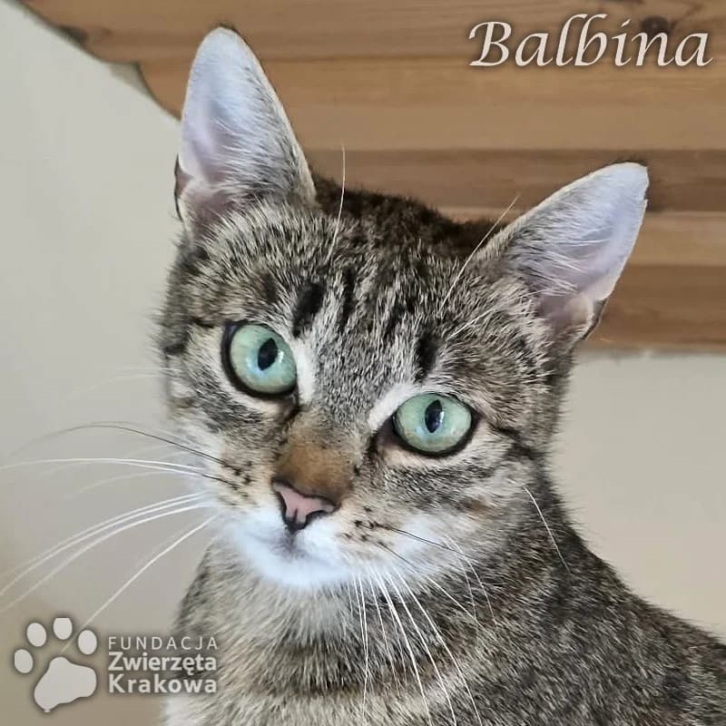 Balbinka słodka kocinka, female Mixed Breed for adoption at Zwierzęta Krakowa