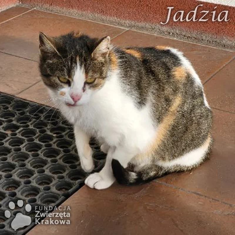 Jadzia trójkolorowa pieszczocha, female Mixed Breed for adoption at Zwierzęta Krakowa