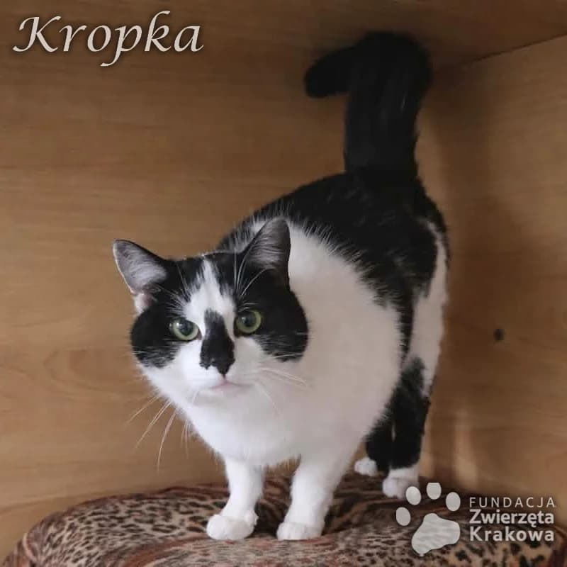 Kropeczka słodka koteczka, female Mixed Breed for adoption at Zwierzęta Krakowa