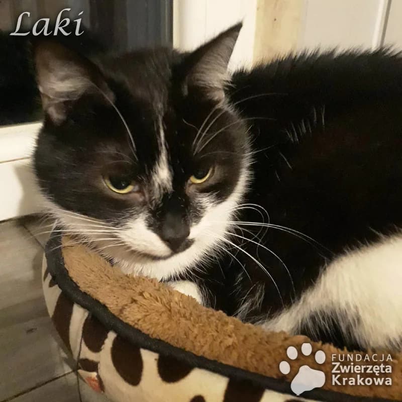 Laki miły i grzeczny kocurek, male 3yo Mixed Breed for adoption at Zwierzęta Krakowa