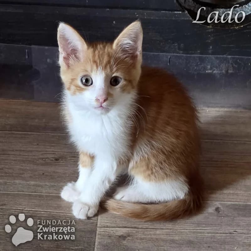 Lando rudo-biały przystojniaczek, male Mixed Breed for adoption at Zwierzęta Krakowa
