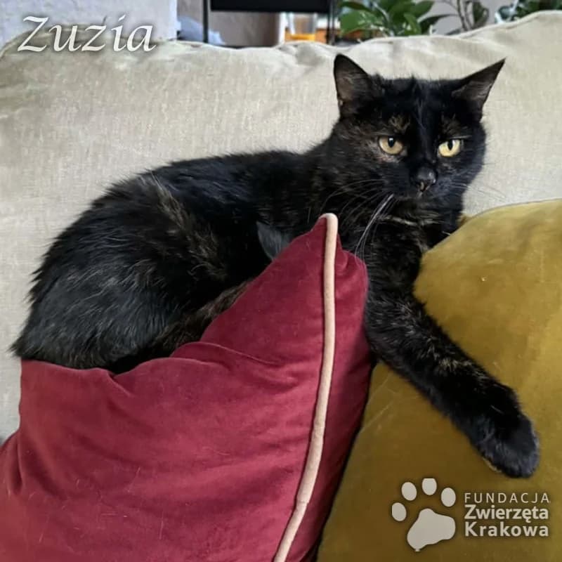 Przemiła, łagodna Zuzia, female Mixed Breed for adoption at Zwierzęta Krakowa