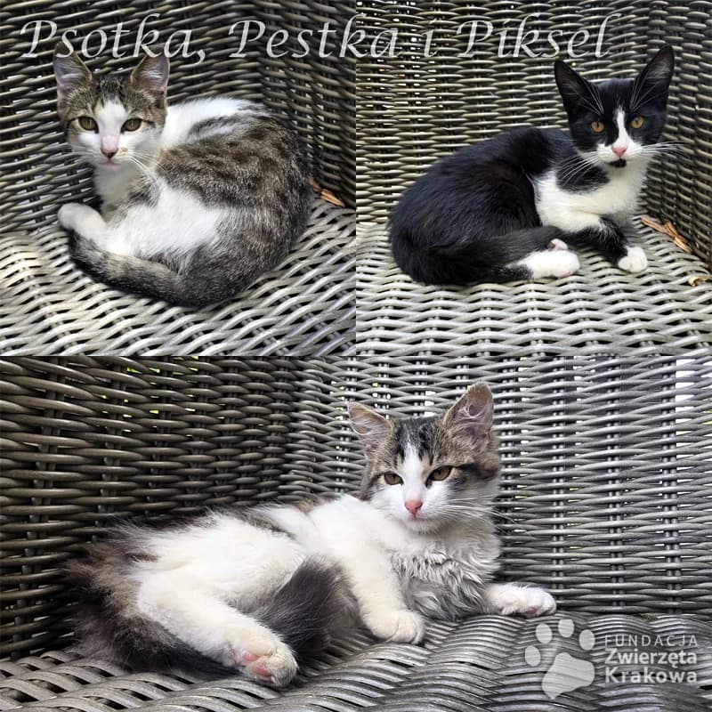 Psotka, Pestka i Piksel szukają domu, male Mixed Breed for adoption at Zwierzęta Krakowa