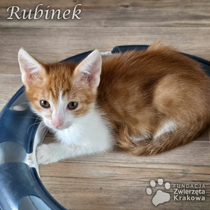 Rubinek słodki przytulasek, male Mixed Breed for adoption at Zwierzęta Krakowa