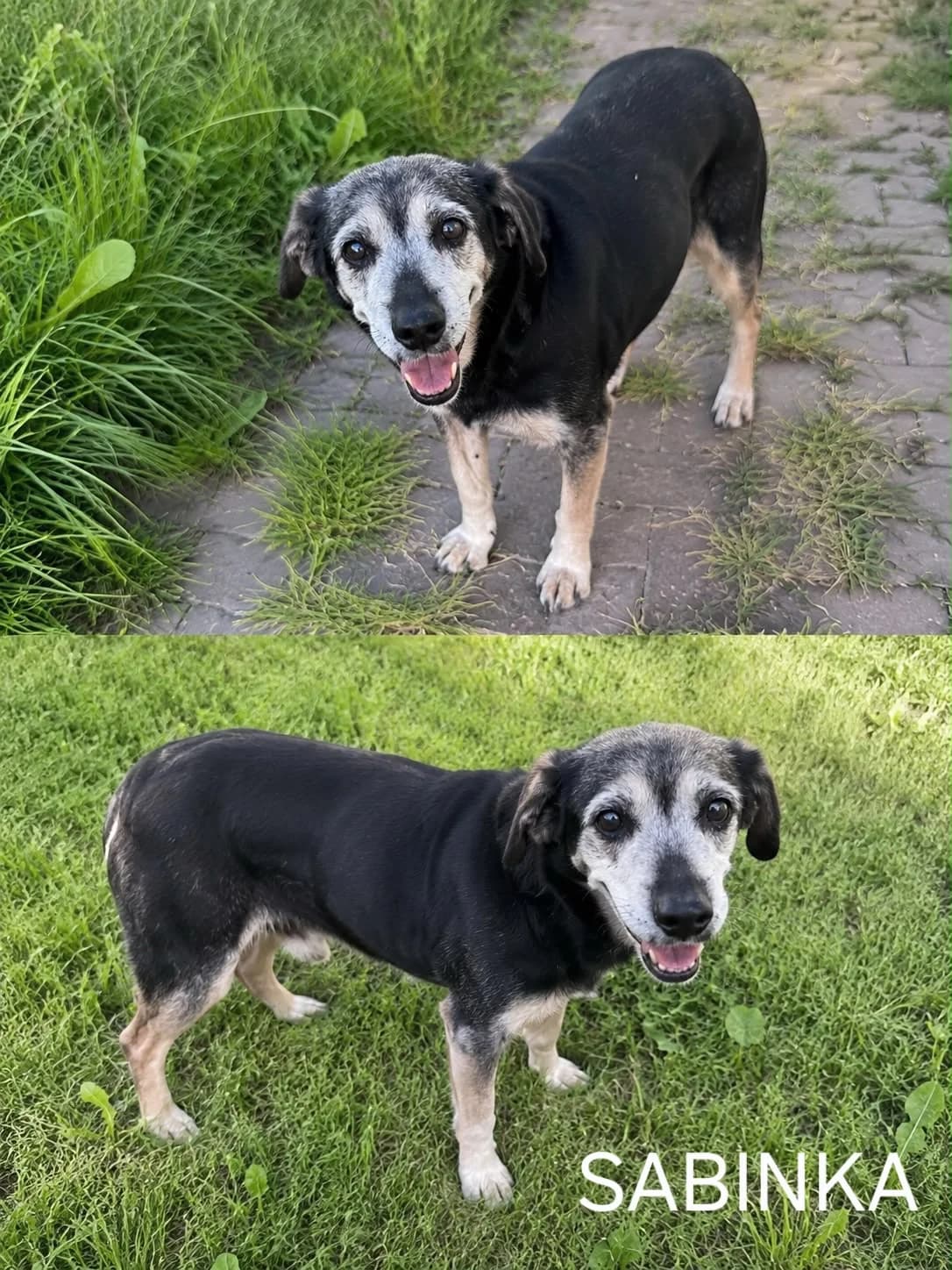 Sabinka, Sonia i Sunia suczki państwa Nehring, female senior Mixed Breed for adoption at Zwierzęta Krakowa