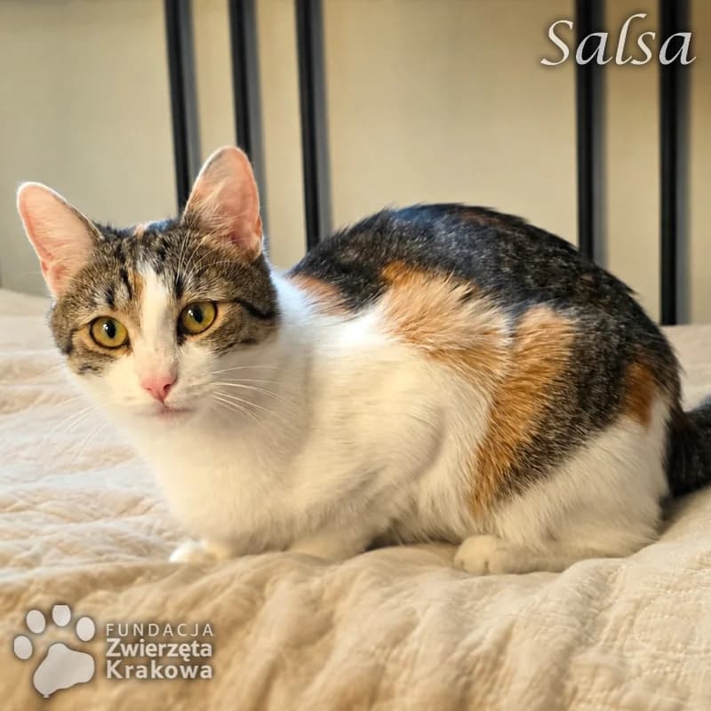 Salsa – piękna młoda koteczka szuka domu, female Mixed Breed for adoption at Zwierzęta Krakowa