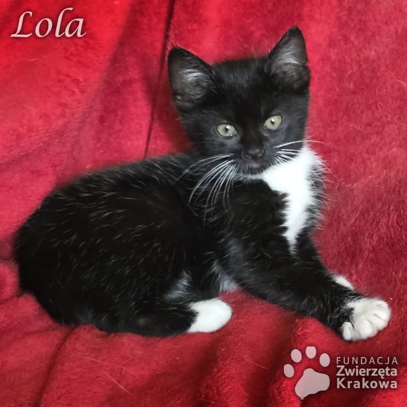 Urocza Lola, female Mixed Breed for adoption at Zwierzęta Krakowa