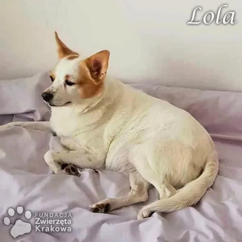 Wesoła suczka Lola, female 6yo Mixed Breed for adoption at Zwierzęta Krakowa