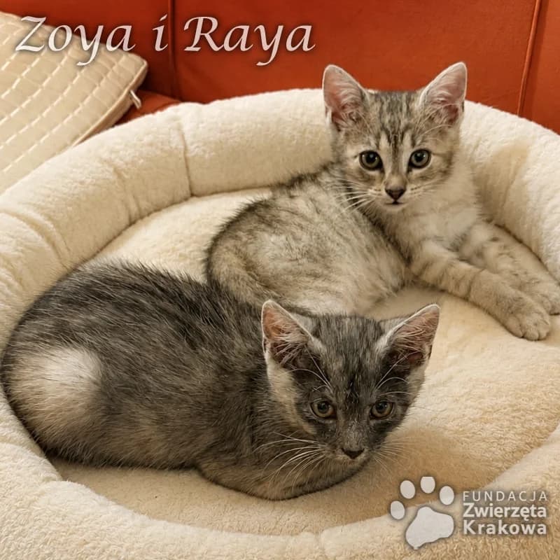 Zoya i Raya koteczki w oryginalnych futerkach, puppy Mixed Breed for adoption at Zwierzęta Krakowa