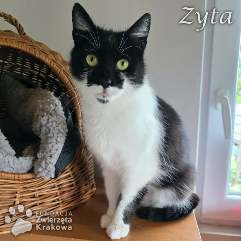 Zyta w czarno-białym futerku, female 4yo Mixed Breed for adoption at Zwierzęta Krakowa