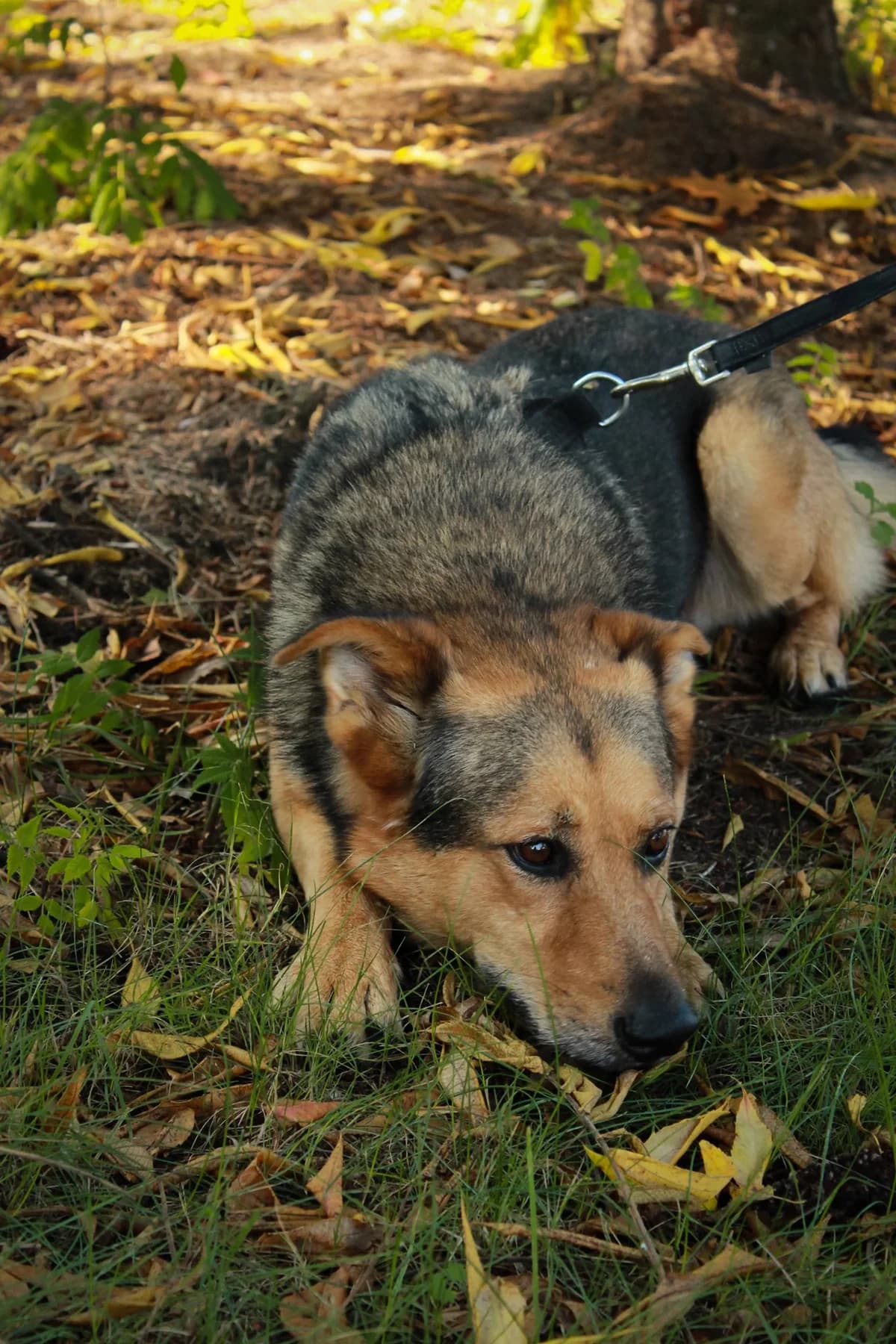 Cywil, 5yo Mixed Breed for adoption at Zwierzoluby Siedlce