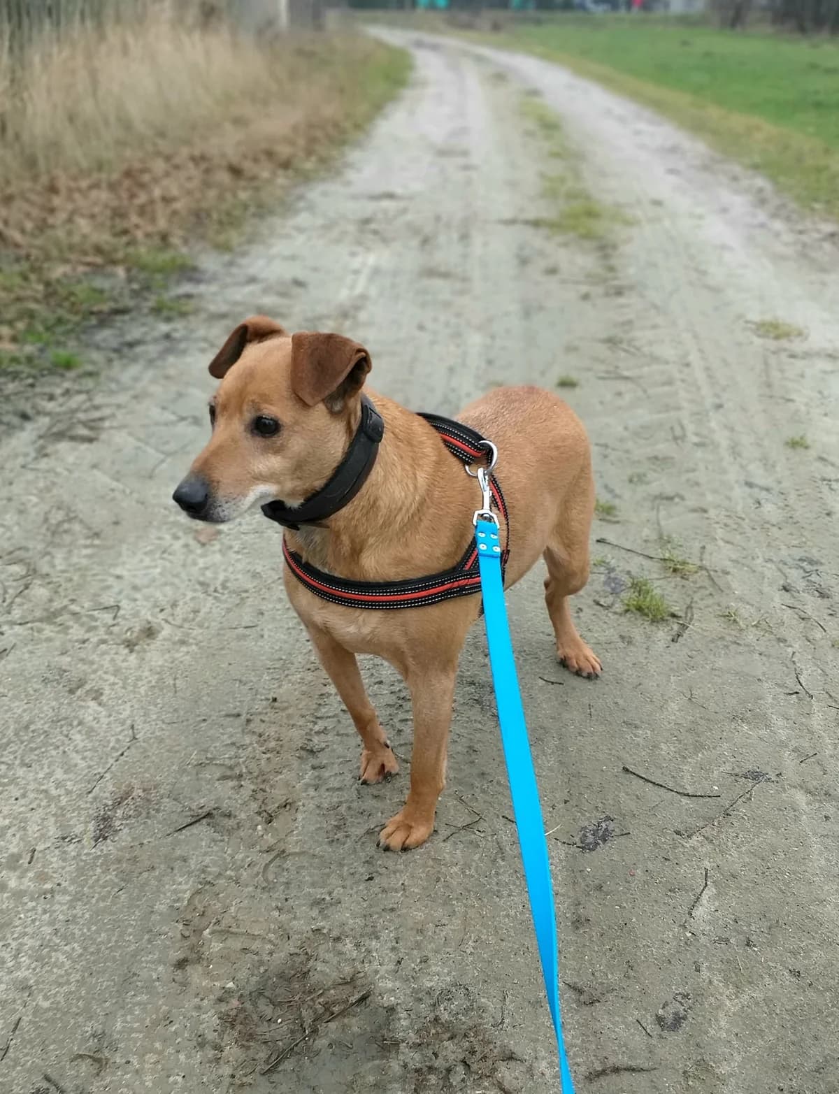 Reksio, 3yo Mixed Breed for adoption at Zwierzoluby Siedlce