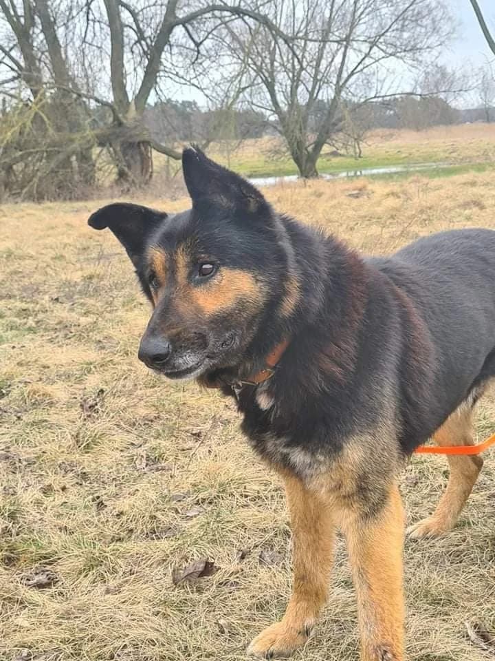 Tren, senior Mixed Breed for adoption at Zwierzoluby Siedlce