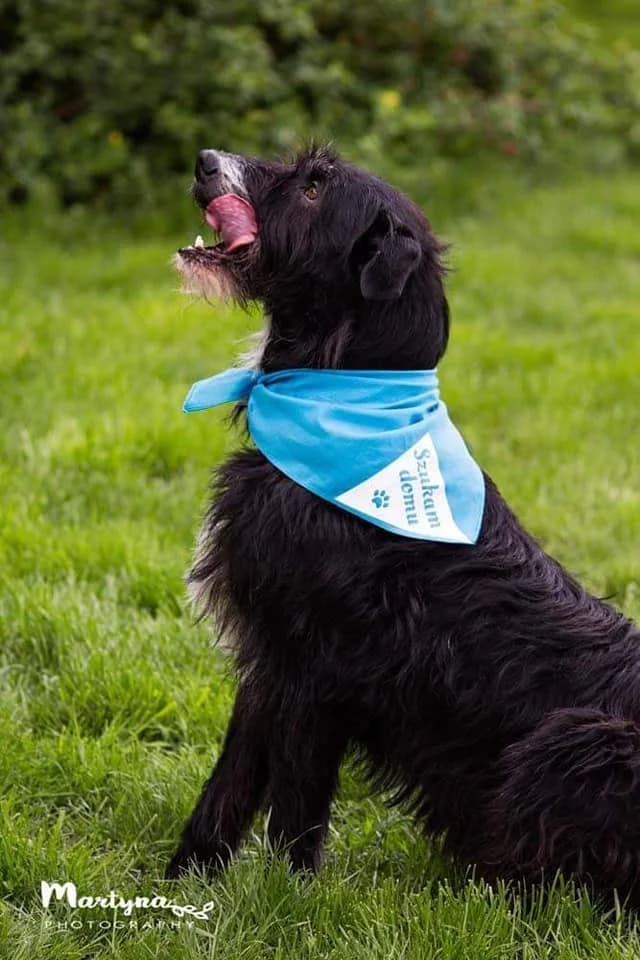 Django, 7yo Mixed Breed for adoption at Zwierzoluby Siedlce