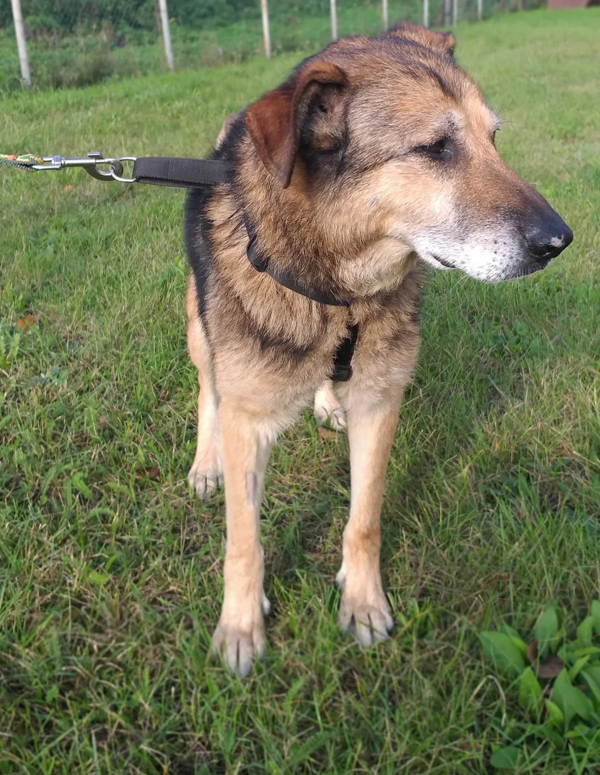 Homer, senior Mixed Breed for adoption at Zwierzoluby Siedlce