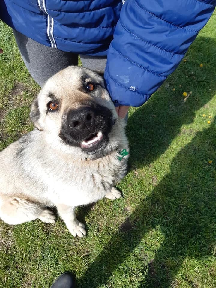 Edzio, young Mixed Breed for adoption at Zwierzoluby Siedlce