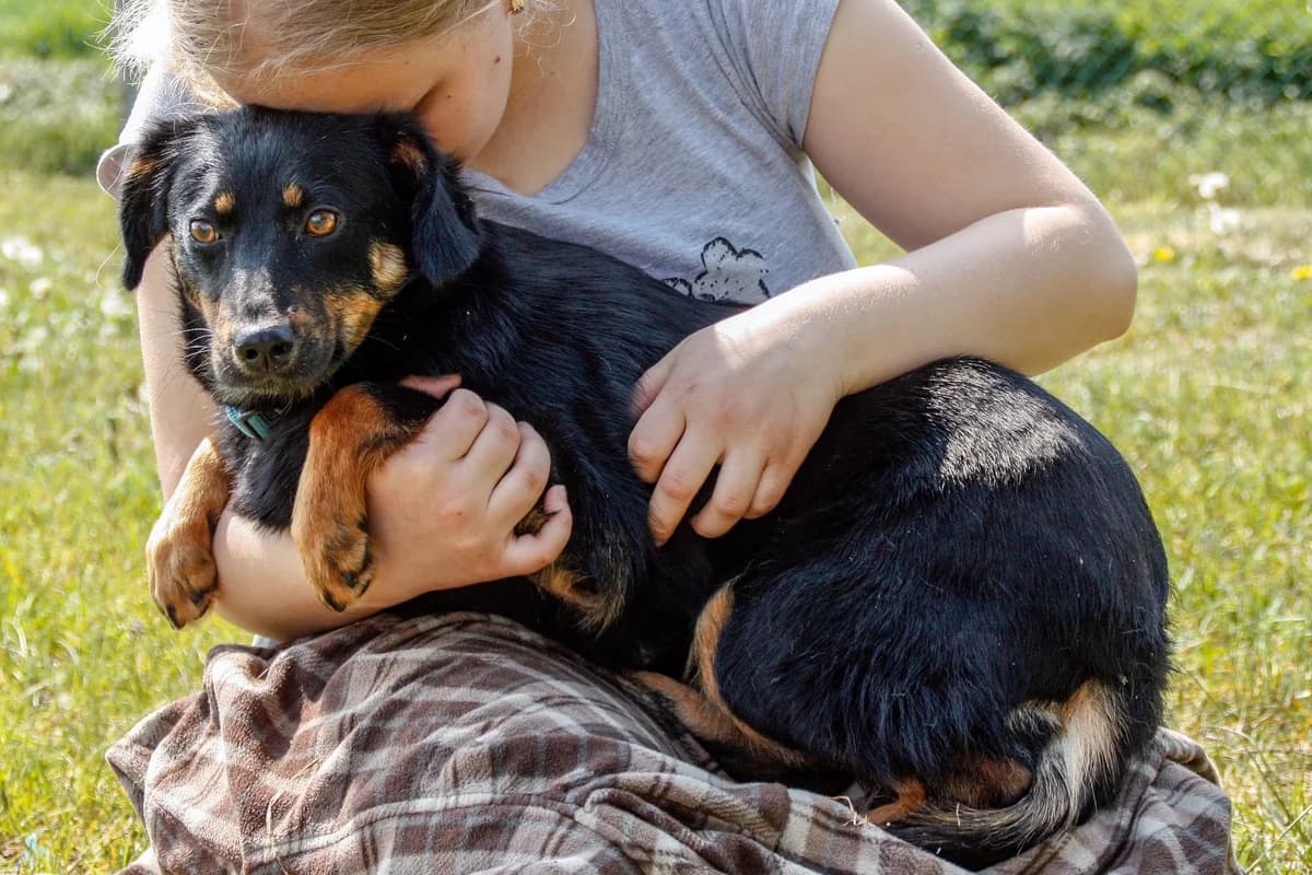 Nina, female young Mixed Breed for adoption at Zwierzoluby Siedlce