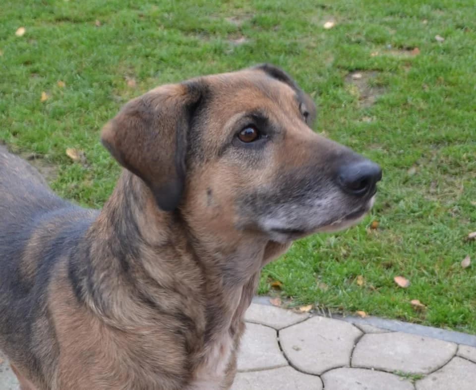 Tulia, female senior Mixed Breed for adoption at Zwierzoluby Siedlce