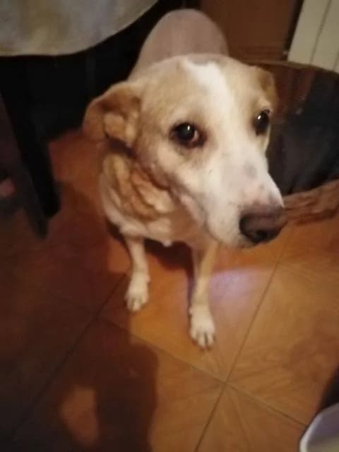 Lolo, senior Mixed Breed for adoption at Zwierzoluby Siedlce