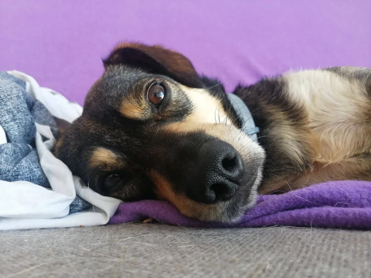 Odi, 3yo Mixed Breed for adoption at Zwierzoluby Siedlce