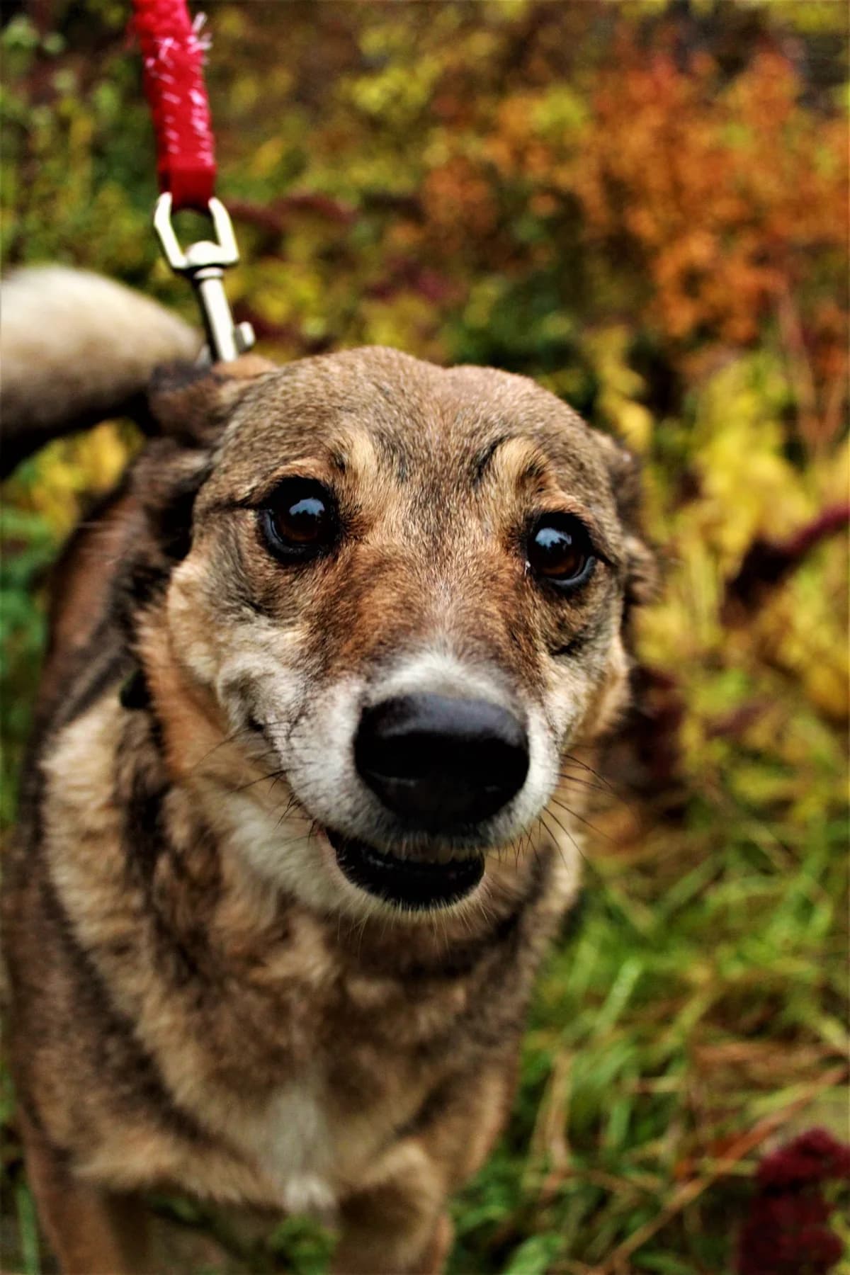 Kola, female 4yo Mixed Breed for adoption at Zwierzoluby Siedlce