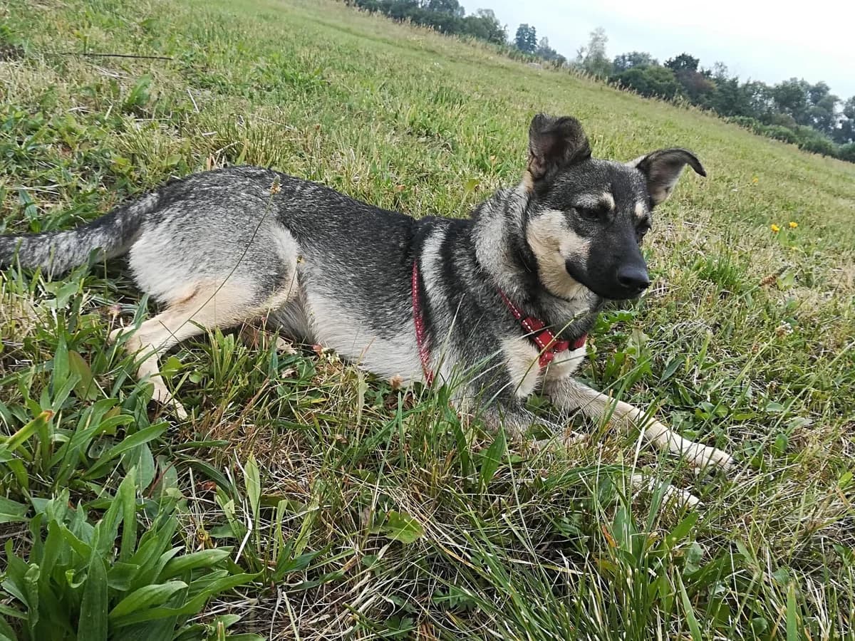 Misia, female 3yo Mixed Breed for adoption at Zwierzoluby Siedlce