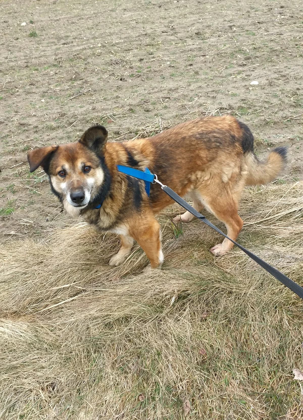 Roleks, senior Mixed Breed for adoption at Zwierzoluby Siedlce