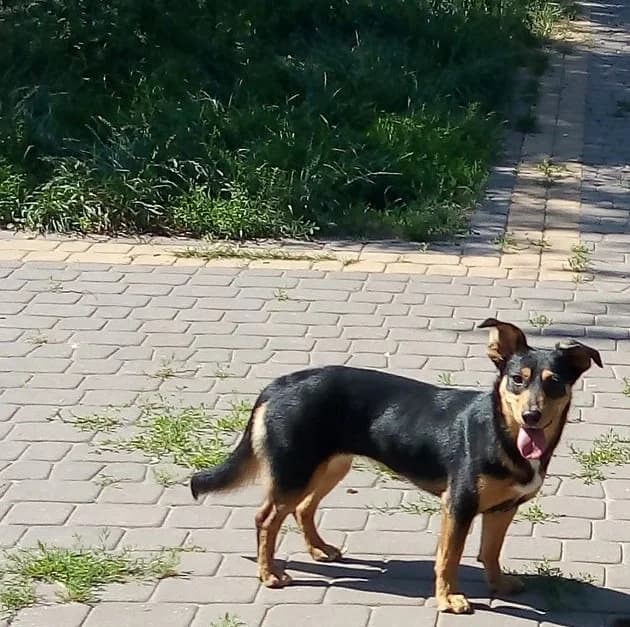 Ana, female young Mixed Breed for adoption at Zwierzoluby Siedlce
