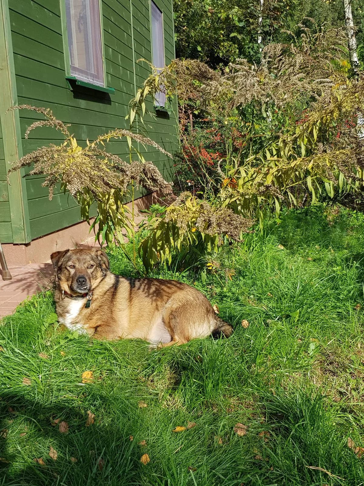 Miś, 3yo Mixed Breed for adoption at Zwierzoluby Siedlce