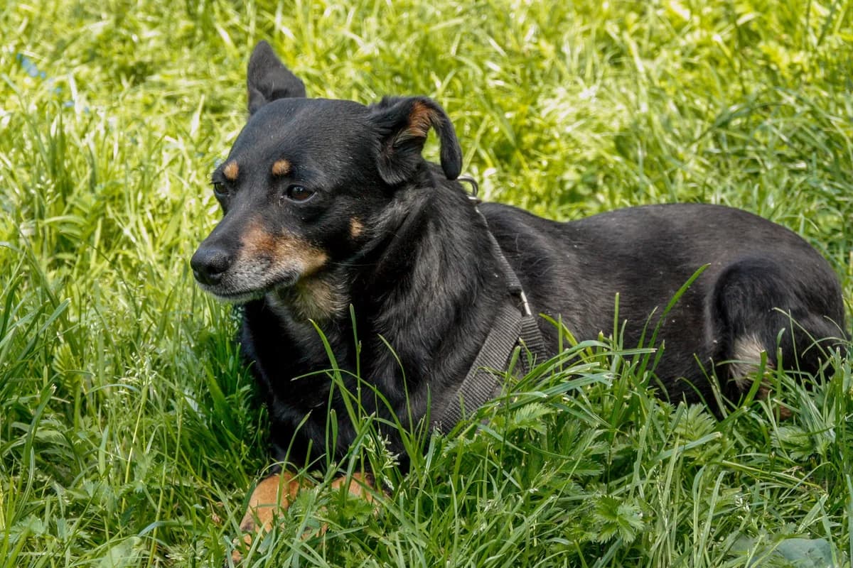 Mimi, 3yo Mixed Breed for adoption at Zwierzoluby Siedlce
